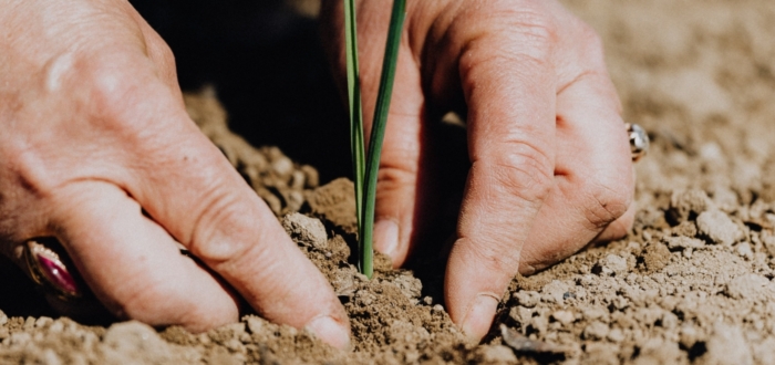 hands-working-the-dirt-scaled